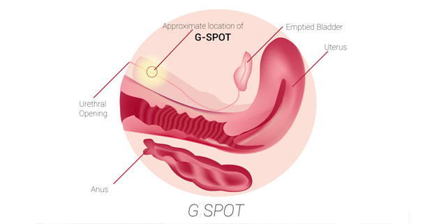 نقطه جی در خانمها