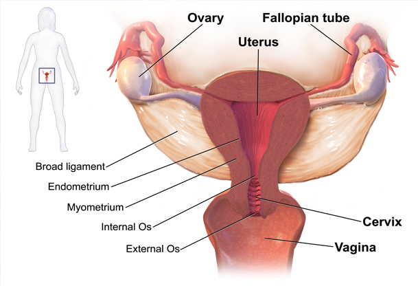 لاپاراسکوپی رحم