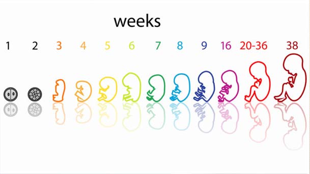 First-trimester-screening